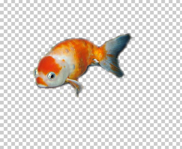 Goldfish Bony Fishes Feeder Fish Fauna PNG, Clipart, Animals, Bony Fish, Bony Fishes, Fauna, Feeder Fish Free PNG Download