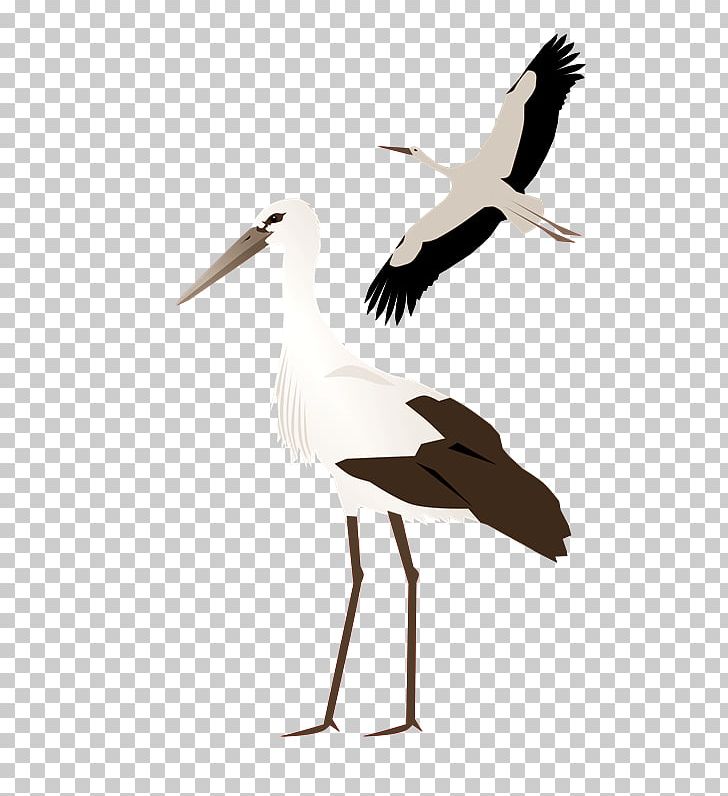 White Stork Crane PNG, Clipart, Beak, Bird, Ciconiiformes, Crane, Crane Like Bird Free PNG Download