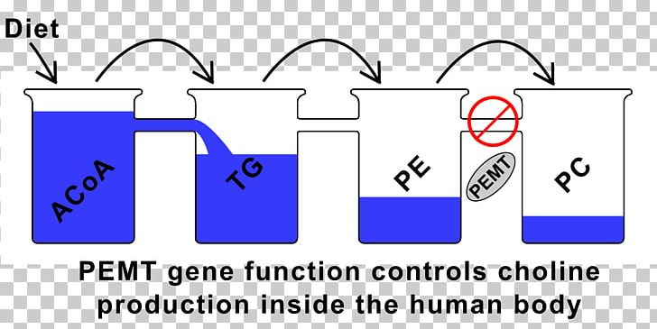 Betaine—homocysteine S-methyltransferase Coffee Health PNG, Clipart, Angle, Betaine, Blue, Brand, Coffee Free PNG Download