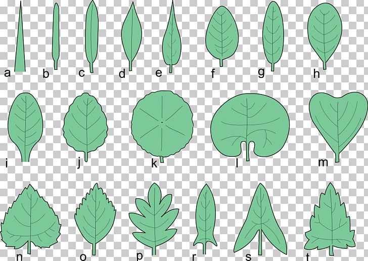 Glossary Of Leaf Morphology Tree Japanese Maple Pinnation PNG, Clipart, Area, Autumn Leaf Color, Bald Cypress, Bladnerv, Cupressus Free PNG Download