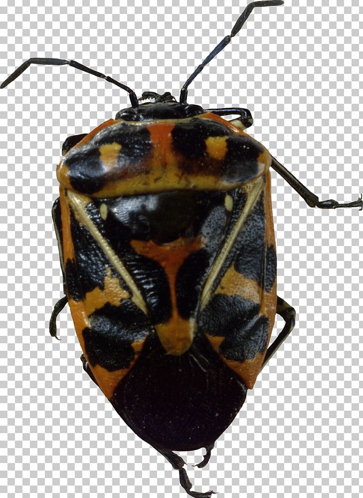Beetle Harlequin Cabbage Bug PNG, Clipart, Art, Beetle, Bug, Bugs, Computer Icons Free PNG Download