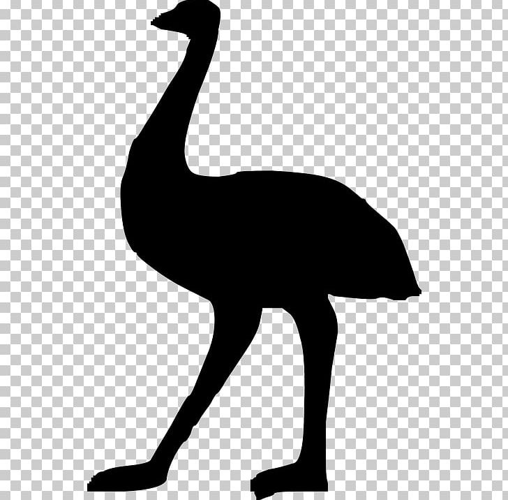 Common Ostrich Emu PNG, Clipart, Animals, Artwork, Beak, Bird, Black And White Free PNG Download