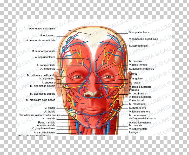 Facial Nerve Facial Artery Supratrochlear Artery Human Body PNG, Clipart, Anatomy, Angular Artery, Art, Bloo, Bone Free PNG Download