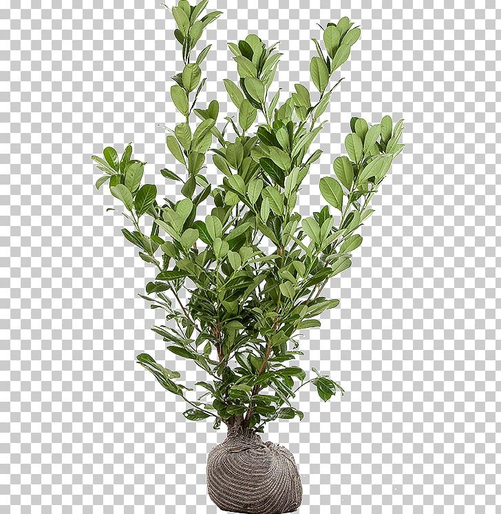 Lucky Bamboo Houseplant Tropical Woody Bamboos Dracaena Fragrans PNG, Clipart, Bamboos, Bonsai, Branch, Cherry Laurel, Dracaena Free PNG Download