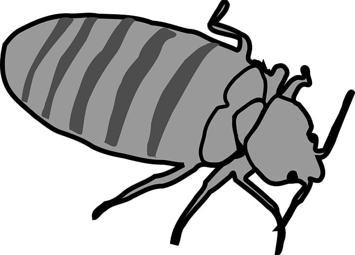 Bed Bug Bite PNG, Clipart, Bed, Bed Bug, Bed Bug Bite, Bed Bug Control Techniques, Black And White Free PNG Download