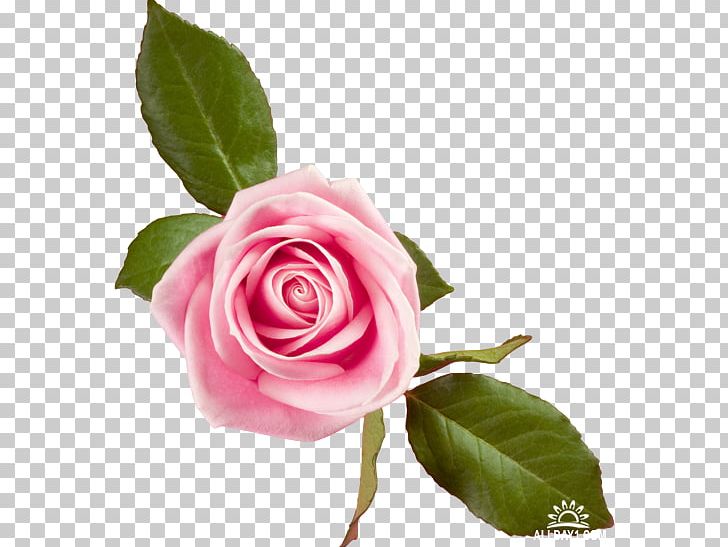 Desktop Rose Pink Flowers PNG, Clipart, Beautiful Rose, Blue, Bud, Computer, Cut Flowers Free PNG Download