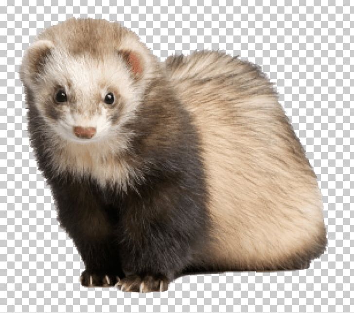 Ferret Dog Cat Pet Portable Network Graphics PNG, Clipart, Animals, Blackfooted Ferret, Blackfooted Ferret, Caniformia, Carnivoran Free PNG Download