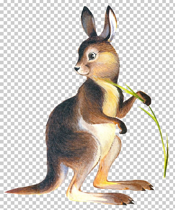 Kangaroo Drawing Puppy PNG, Clipart, Animal, Animals, Computer Icons, Cuteness, Domestic Rabbit Free PNG Download