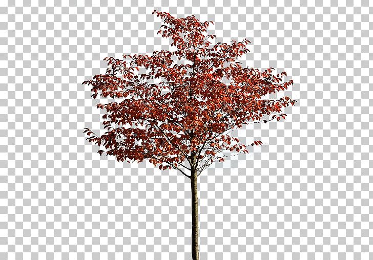 Tree Maple Autumn Woody Plant PNG, Clipart, Apples, Autumn, Branch, Flowering Plant, Maple Free PNG Download