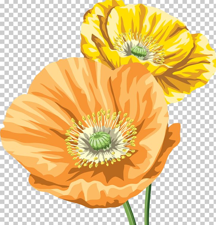 Common Poppy Opium Poppy Flower PNG, Clipart, Common Poppy, Cut Flowers, Flower, Flowering Plant, Opium Free PNG Download