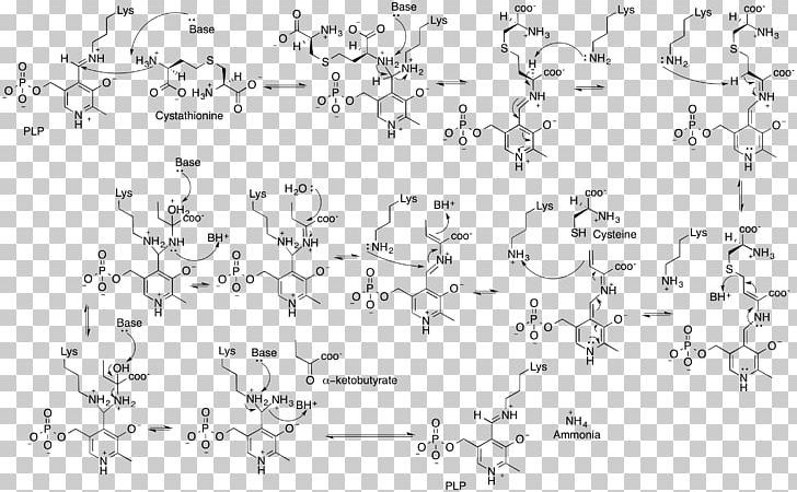 Cystathionine Gamma-lyase Cystathionine Beta Synthase Enzyme PNG, Clipart, Aldimine, Ammonia, Angle, Area, Black And White Free PNG Download