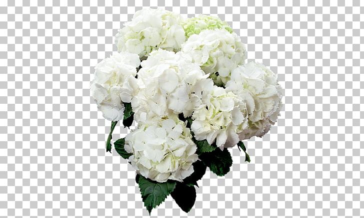 Garden Roses French Hydrangea Cut Flowers Cutting PNG, Clipart, Annual Plant, Artificial Flower, Cornales, Cut Flowers, Cutting Free PNG Download
