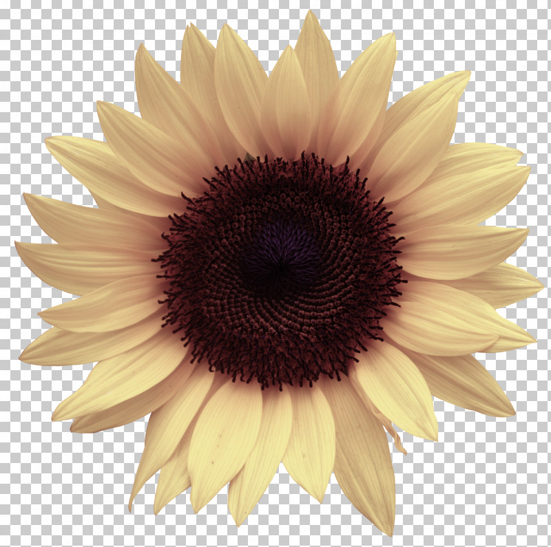 Sunflower PNG, Clipart, Closeup, Flower, Gerbera, Petal, Plant Free PNG Download