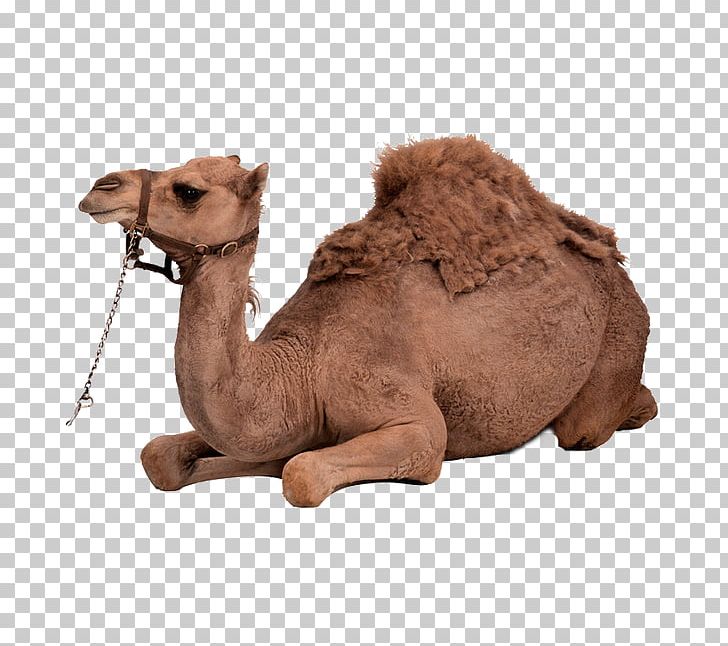 Dromedary Bactrian Camel PNG, Clipart, Animals, Arabian Camel, Camel, Camel Cartoon, Camel Like Mammal Free PNG Download