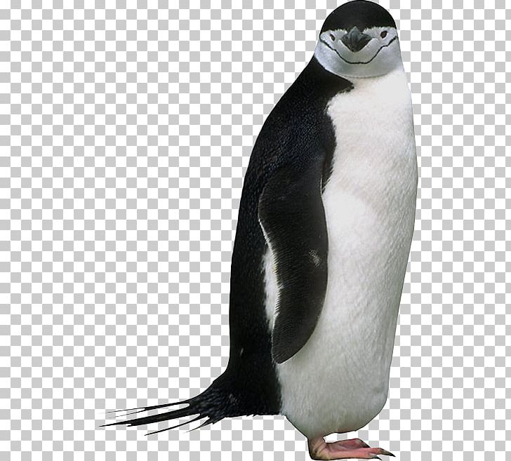 King Penguin Animal PNG, Clipart, Animal, Animals, Beak, Biology, Bird Free PNG Download