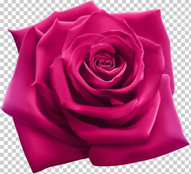 Rose Stock Illustration Stock Photography Illustration PNG, Clipart, 220, 220 Feat Goldie Loc, Album, Cut Flowers, Doggy Style Records Free PNG Download