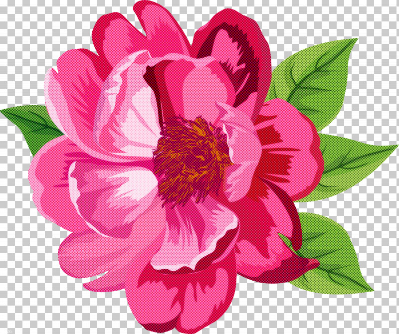 Flower Petal Pink Plant Peony PNG, Clipart, Chinese Peony, Common Peony, Cut Flowers, Flower, Peony Free PNG Download
