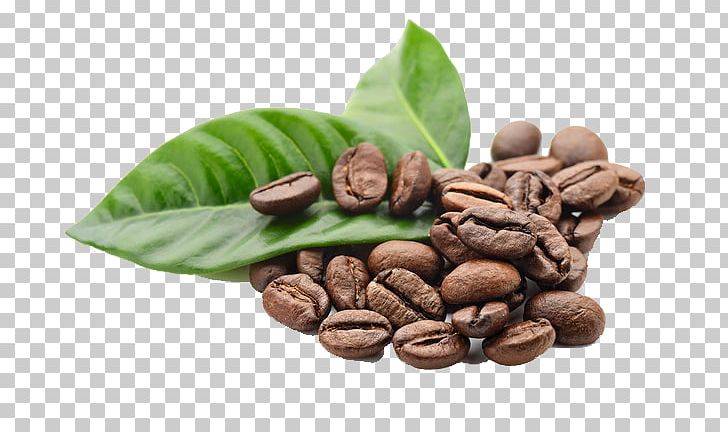 Kona Coffee Espresso Tea Coffee Bean PNG, Clipart, Arabica Coffee, Autumn Leaves, Barista, Bean, Beans Free PNG Download