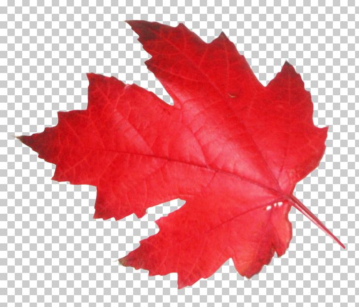 Maple Leaf PNG, Clipart, Autumn, Canada, Canadian, Desktop Wallpaper, Leaf Free PNG Download