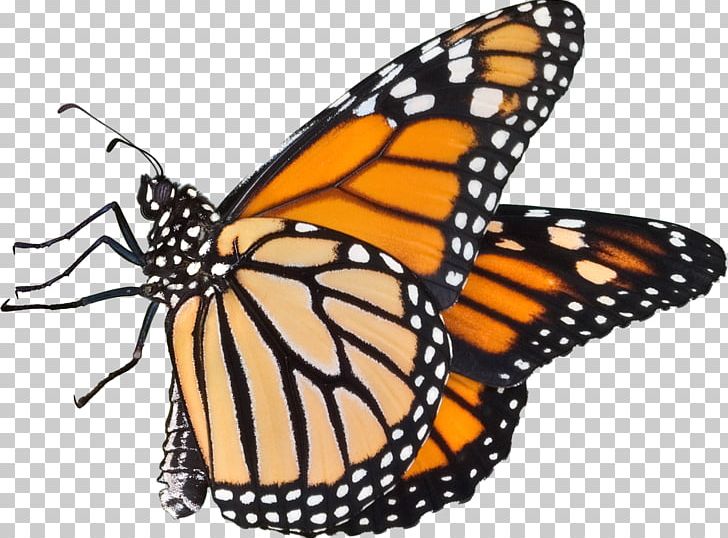 Monarch Butterfly Pieridae Drawing PNG, Clipart, Arthropod, Blue, Brush Footed Butterfly, Butterflies And Moths, Butterfly Free PNG Download