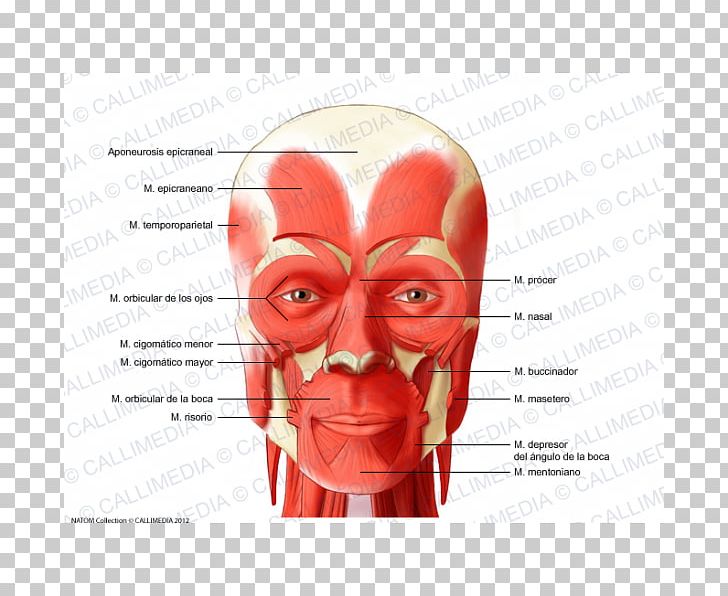 Muscle Head And Neck Anatomy Anterior Triangle Of The Neck PNG, Clipart ...