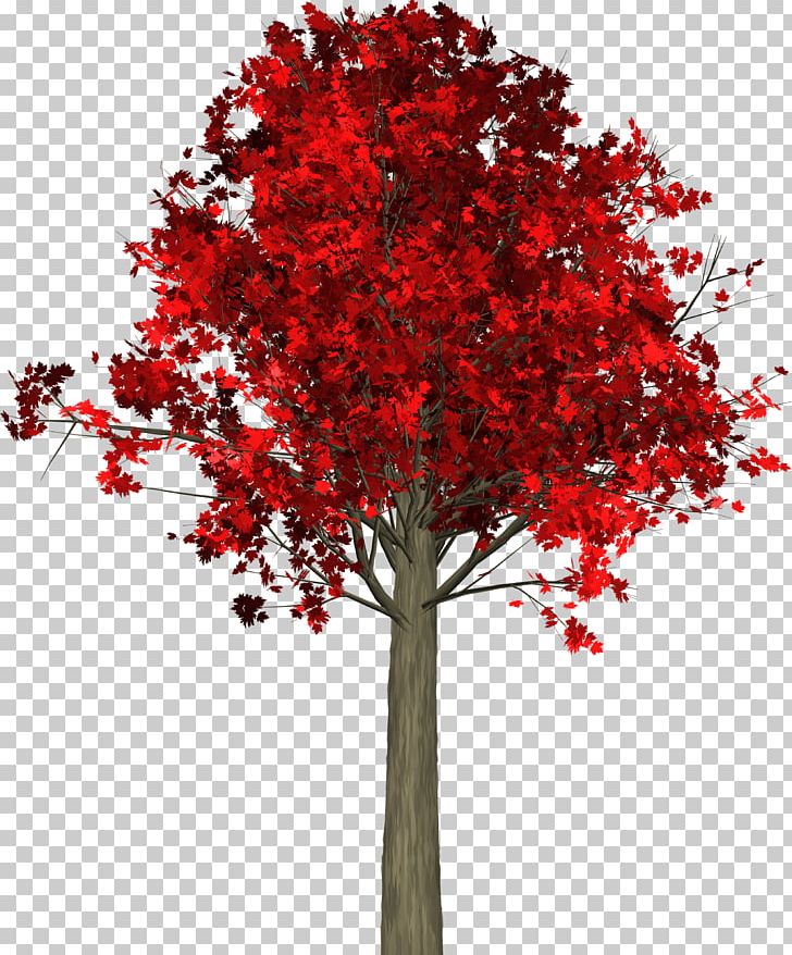 Tree Autumn Leaf Maple PNG, Clipart, Autumn, Autumn Leaf Color, Branch, Flowering Plant, Leaf Free PNG Download