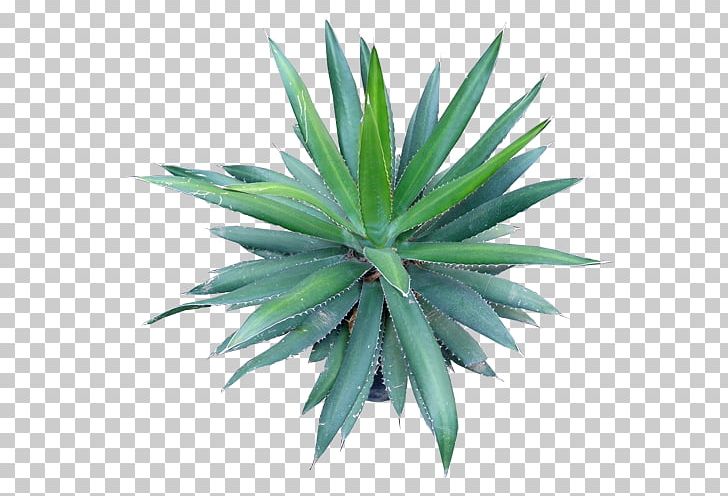 Agave Azul Agave Angustifolia Agave Cupreata Agave Potatorum Cactaceae PNG, Clipart, Agave, Agave Angustifolia, Agave Attenuata, Agave Azul, Agave Cupreata Free PNG Download