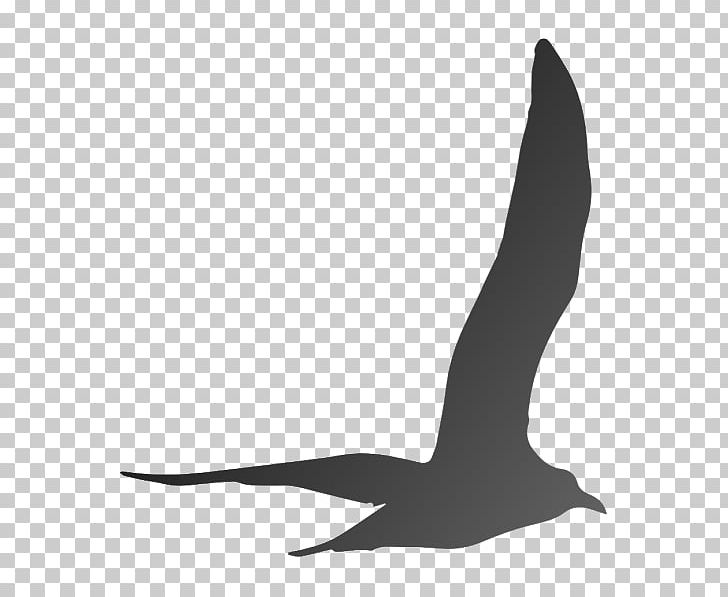 Beak Goose Cygnini Duck Anatidae PNG, Clipart, Anatidae, Animals, Beak, Bird, Black And White Free PNG Download