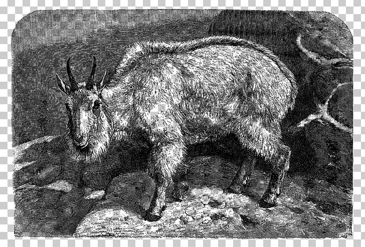 Feral Goat Barbary Sheep Caprinae Cattle PNG, Clipart, Animal, Animals, Antelope, Barbary Sheep, Black And White Free PNG Download