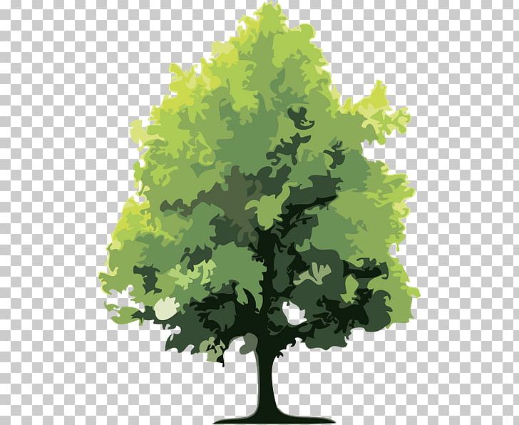 Forest Tree Holtzinger Sarl PNG, Clipart, Branch, Forest, Forest Stewardship Council, Graphic Design, Green Leaf Free PNG Download