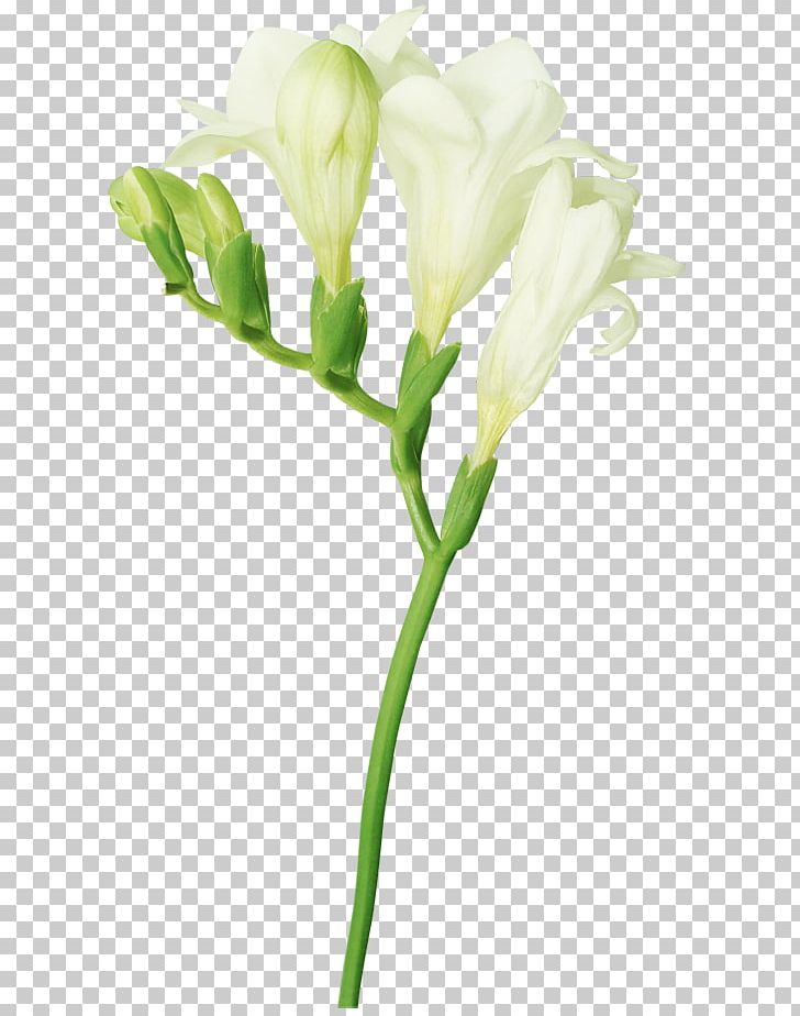 Freesia Flower PNG, Clipart, Artificial Flower, Art White, Arum, Branch, Bud Free PNG Download