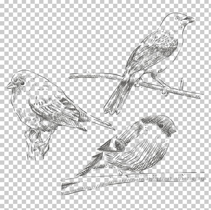 House Sparrow Bird Drawing PNG, Clipart, Animal, Animals, Eurasian Tree Sparrow, Falcon, Fauna Free PNG Download
