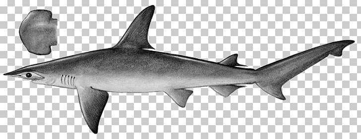 Tiger Shark Scalloped Bonnethead Isurus Oxyrinchus PNG, Clipart, Animal Figure, Atlantic Sharpnose Shark, Black And White, Bonnethead, Carcharhiniformes Free PNG Download