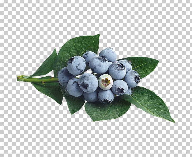 Blueberry Bilberry Fruit Juice PNG, Clipart, Aronia, Berry, Bilberry, Blueberry, Chokeberry Free PNG Download