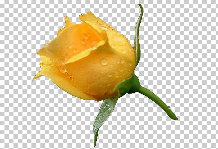 Garden Roses Yellow Rosa Amarela Color PNG, Clipart, Afterglow, Blue, Bud, Carros, Color Free PNG Download