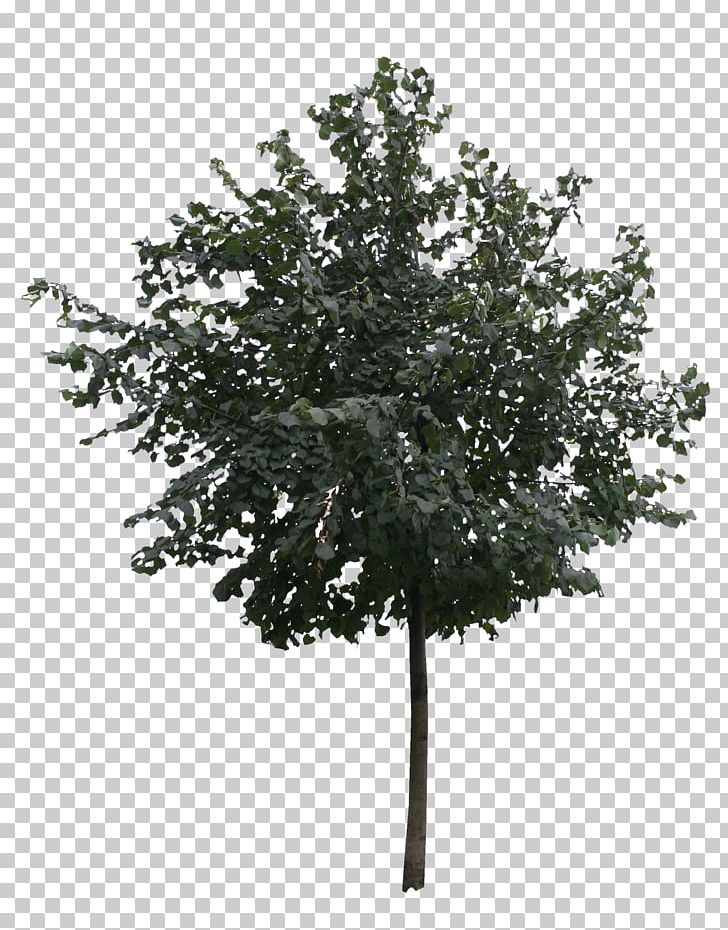 Tree Architectural Rendering Birch PNG, Clipart, Advertising, Architectural Rendering, Architecture, Birch, Branch Free PNG Download