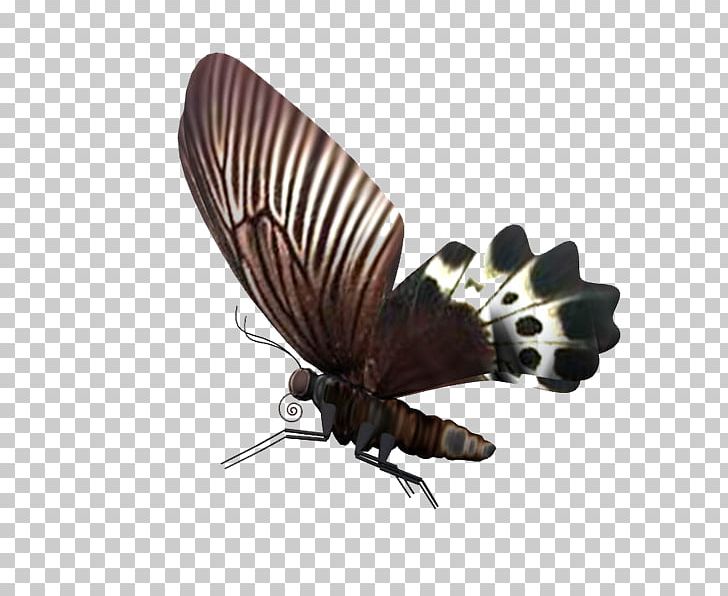 Butterfly Insect Moth Biology PNG, Clipart, Arthropod, Beauty, Biological Membrane, Biology, Butterflies And Moths Free PNG Download