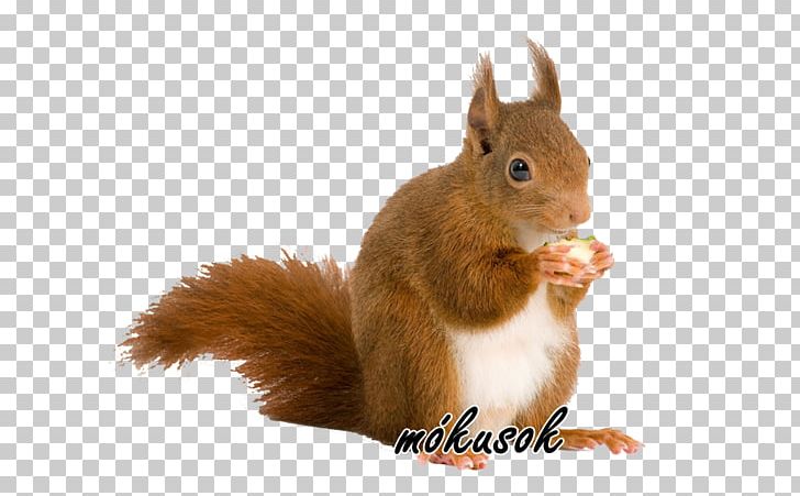 Hör Mal Rein PNG, Clipart, Animal, Basabizitza, Browser, Das, Fauna Free PNG Download