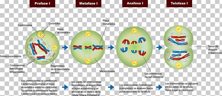 Mitosis And Meiosis Prophase Cell Division PNG, Clipart, Biology, Brand ...