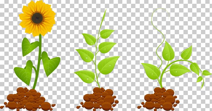 Plant Euclidean PNG, Clipart, Daisy Family, Encapsulated Postscript, Flat Design, Flower, Flowers Free PNG Download