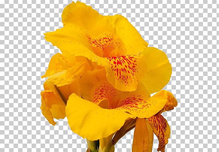 Canna Flower Euclidean PNG, Clipart, Amaryllis Family, Big, Big Flower, Canna, Cannabis Free PNG Download