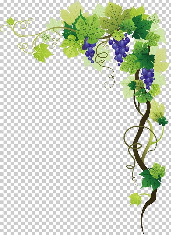 Common Grape Vine Frame PNG, Clipart, Branch, Encapsulated Postscript, Flora, Flower, Flower Arranging Free PNG Download