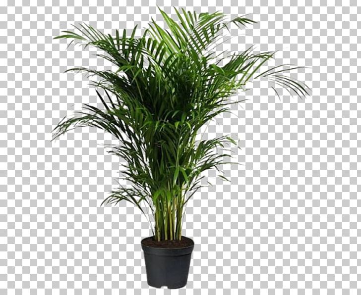 Flowerpot Areca Palm Houseplant Oil Palms Howea Forsteriana PNG, Clipart, Areca, Arecaceae, Arecales, Areca Palm, Chamaedorea Elegans Free PNG Download