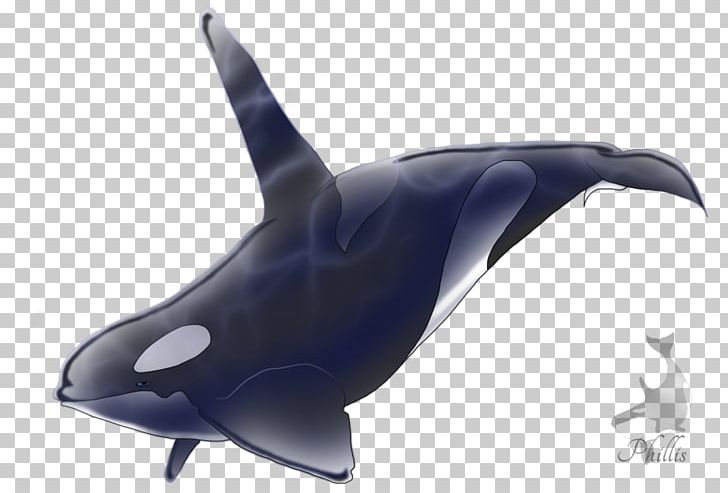 Killer Whale Common Bottlenose Dolphin Shark Marine Biology PNG, Clipart, Animals, Biology, Bottlenose Dolphin, Cetacea, Common Bottlenose Dolphin Free PNG Download
