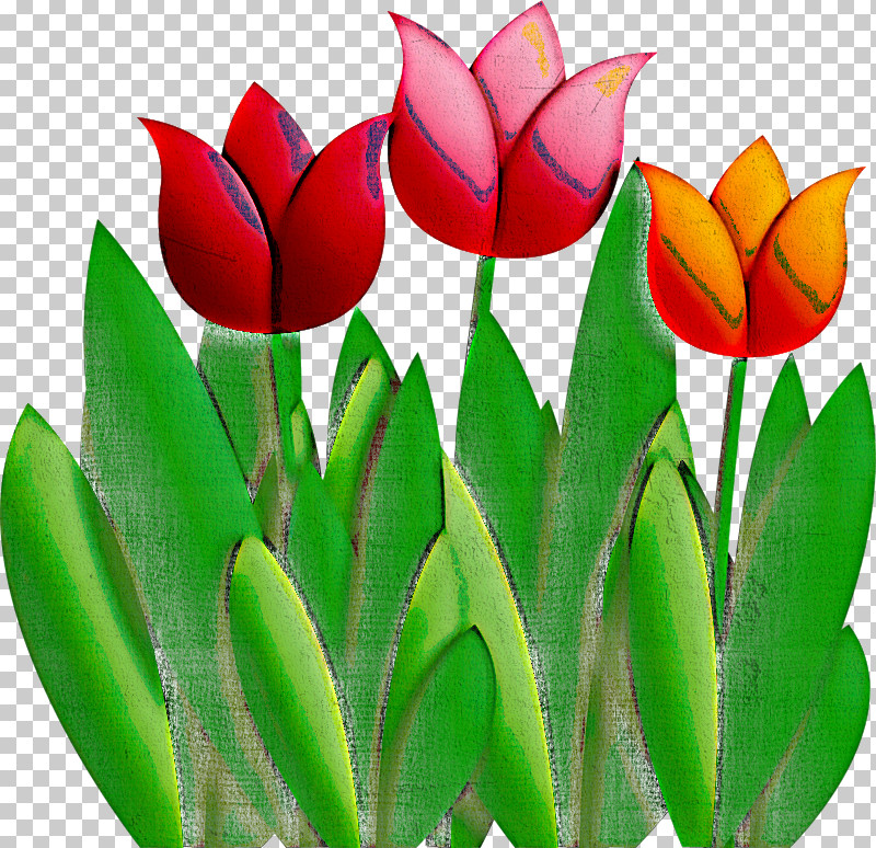 Tulipa Humilis Flower Lady Tulip Tulip Petal PNG, Clipart, Flower, Lady Tulip, Leaf, Lily Family, Petal Free PNG Download