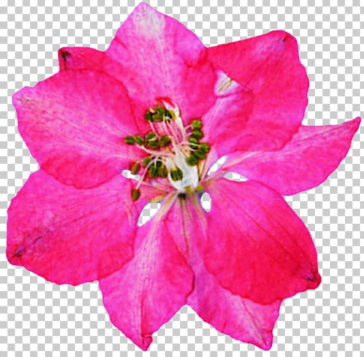 Azalea Rose Family Annual Plant Herbaceous Plant PNG, Clipart, Annual Plant, Azalea, Blossom, Dried Flower, Family Free PNG Download