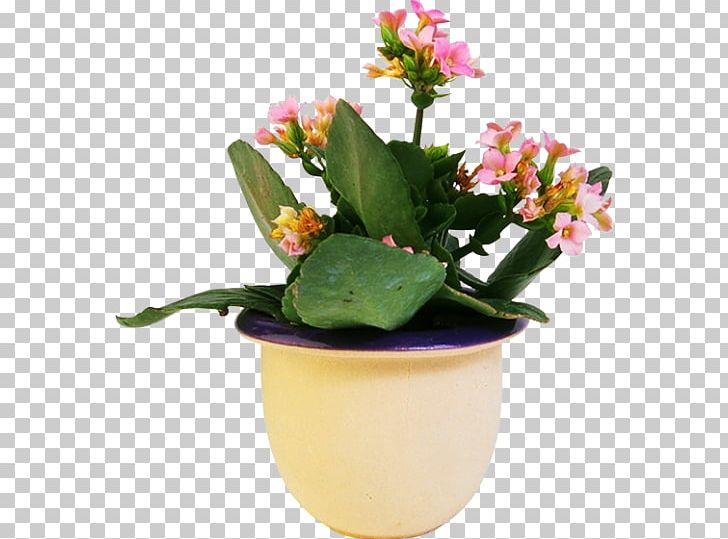 Houseplant Flowerpot Ornamental Plant PNG, Clipart, Bonsai, Cactaceae, Cicek, Desktop Wallpaper, Digital Image Free PNG Download