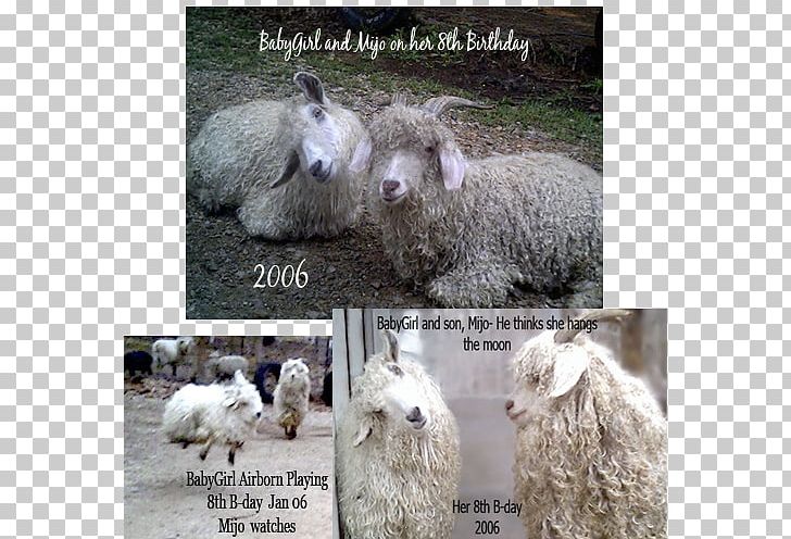 Sheep Goat Birthday Gift Dog PNG, Clipart, Animals, Birthday, Com, Cow Goat Family, Dog Free PNG Download