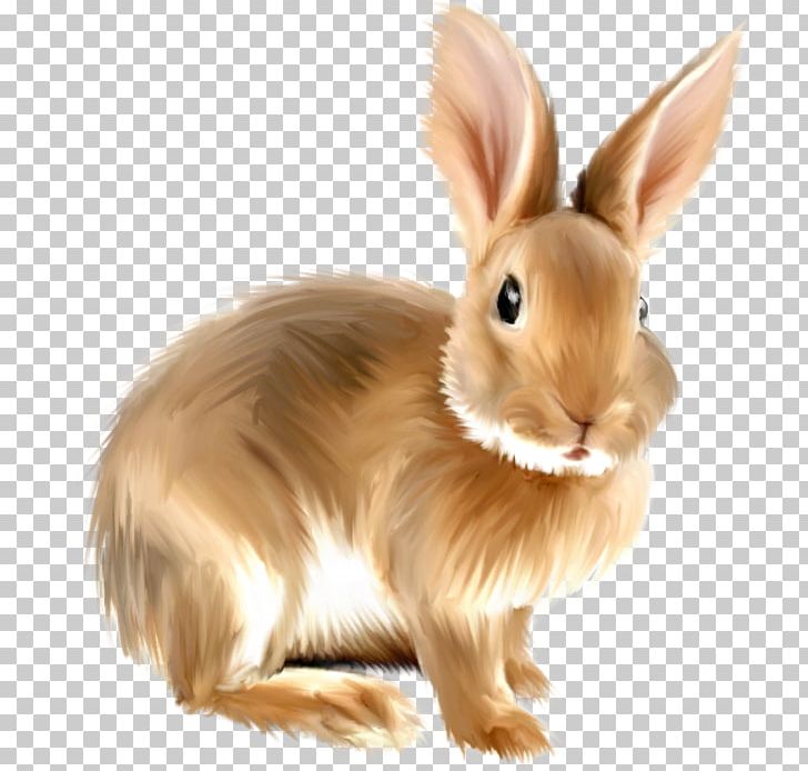European Hare Domestic Rabbit PNG, Clipart, Alligator, Animals, Darearqam, Domestic Rabbit, Drawing Free PNG Download