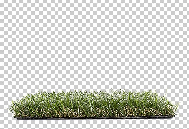 Lawn Grasses Family PNG, Clipart, Bamboo, Darling, Family, Grass, Grasses Free PNG Download
